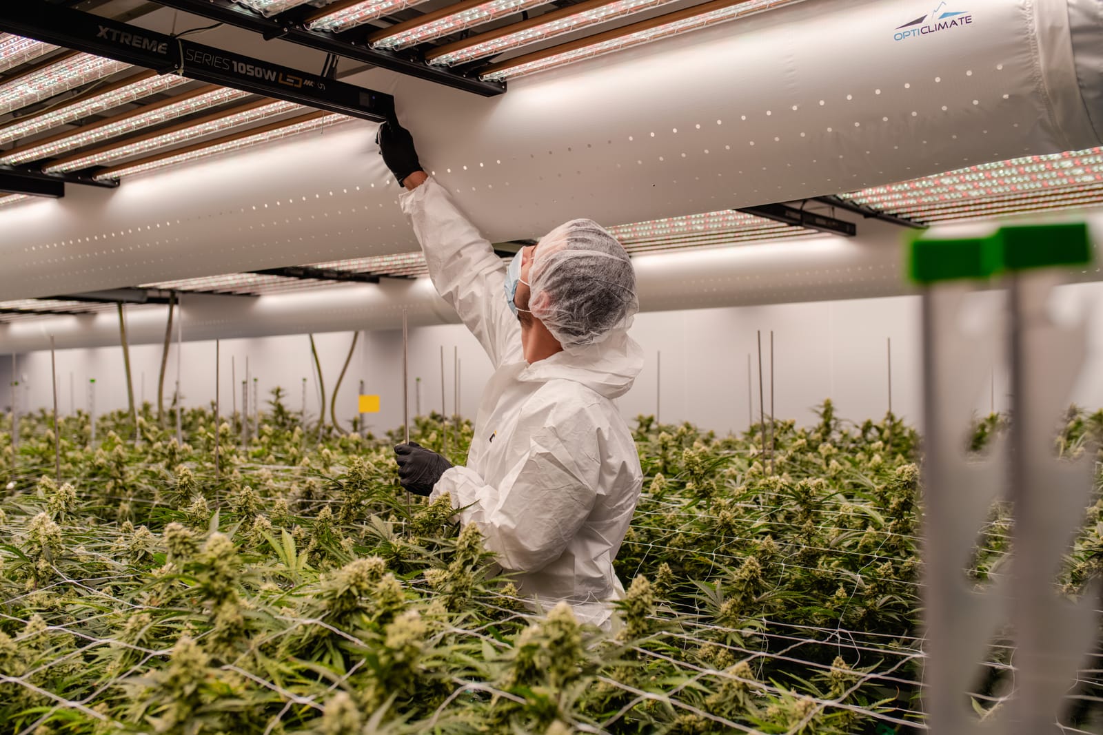 Sustainable Cultivation